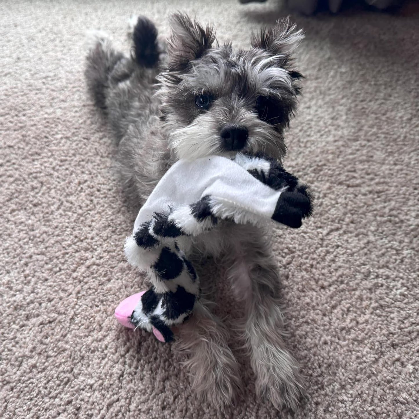Crinkle Dog Toy, Stuffing-Free Cow Toy with Squeaker for Small Dogs and Puppies,For Moderate Chewers 14 Inch