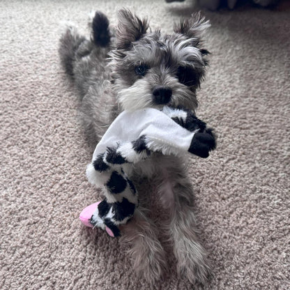 Crinkle Dog Toy, Stuffing-Free Cow Toy with Squeaker for Small Dogs and Puppies,For Moderate Chewers 14 Inch