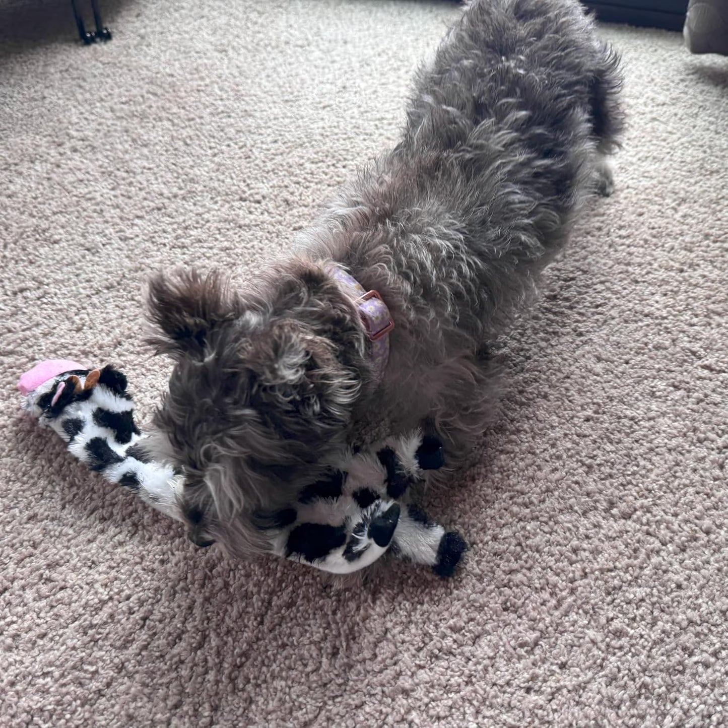 Crinkle Dog Toy, Stuffing-Free Cow Toy with Squeaker for Small Dogs and Puppies,For Moderate Chewers 14 Inch
