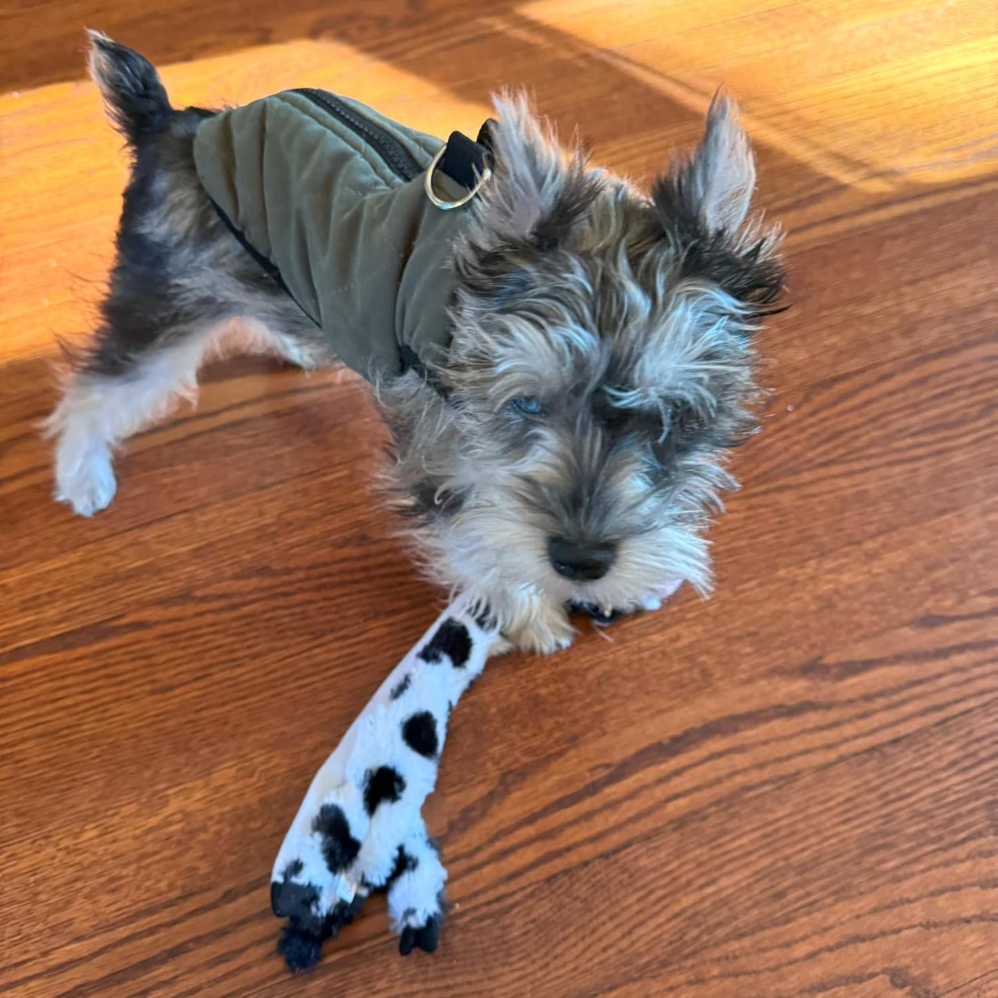 Crinkle Dog Toy, Stuffing-Free Cow Toy with Squeaker for Small Dogs and Puppies,For Moderate Chewers 14 Inch
