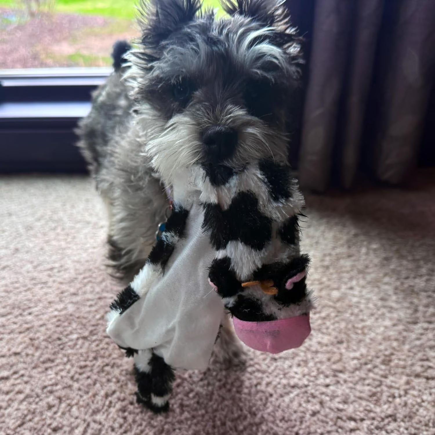 Crinkle Dog Toy, Stuffing-Free Cow Toy with Squeaker for Small Dogs and Puppies,For Moderate Chewers 14 Inch